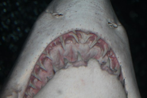 This Shark swam over their heads!