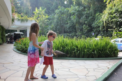 The peacocks made them jump!