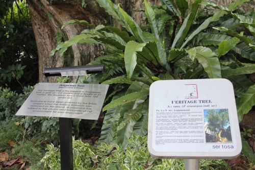 One of the largest trees on Singapore