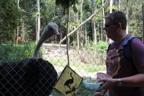 Owen hand feeding the Ostrich