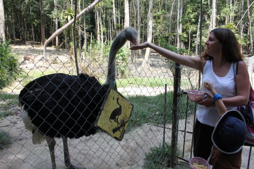 Sara and Oliver feeding the Ostrich (raw potato)