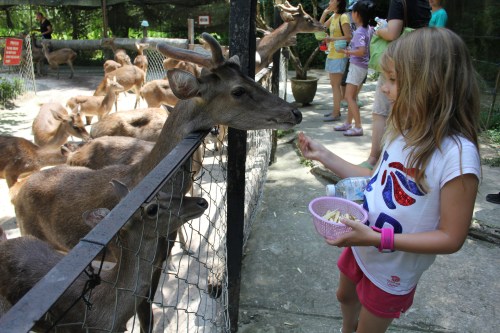 Isabelle making friends with the deer!