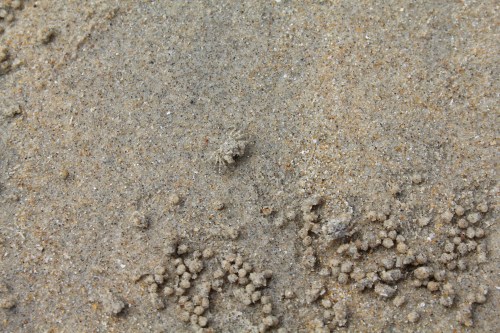 Tiny crabs everywhere - can you spot the 2nd one??