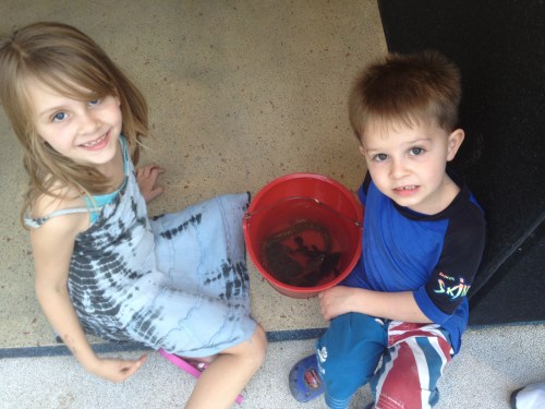 Crab, eel, shrimp (now eaten!) and fish - not bad in 1 hour fishing off the jetty!