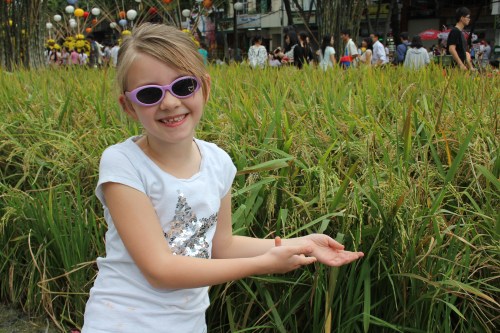 Isabelle pointing to a rice field display.  This is how rice grows!!