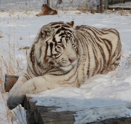 Beautiful White Siberian Tiger.  Quite Rare!