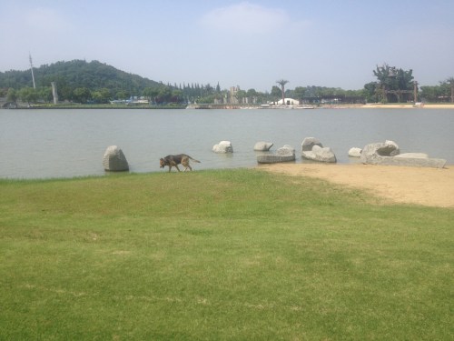 Tetley paddling at the man made beach.