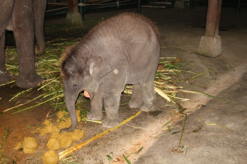 The Mummy's poop contains partially digested food that their babies love and are full of nutrients.  YUCK!
