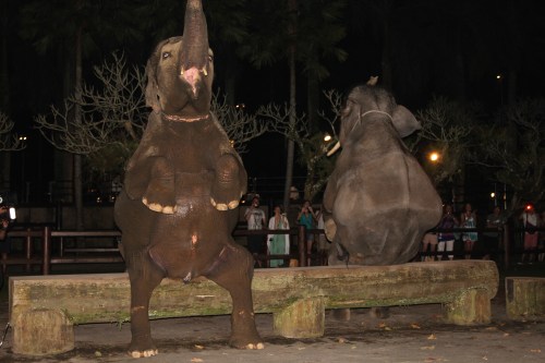 Quite amazing to see these animals sitting down!