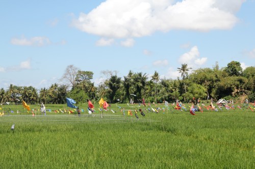 Colourful flags to keep the birds away from the rice fields.