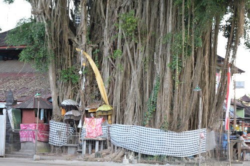 This large tree is wrapped in the black and white cloth to protect the Gods and Spirits that live within.