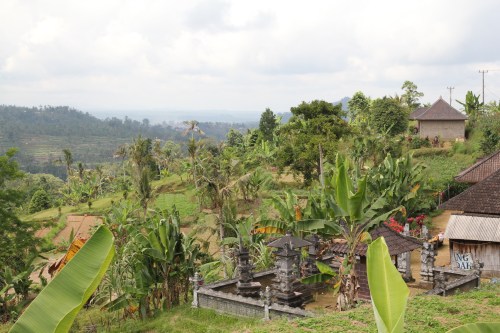 A wonderful view of the rice fields.