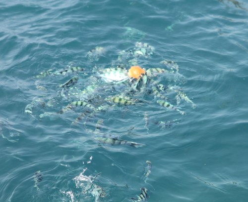 There were 100's of them!