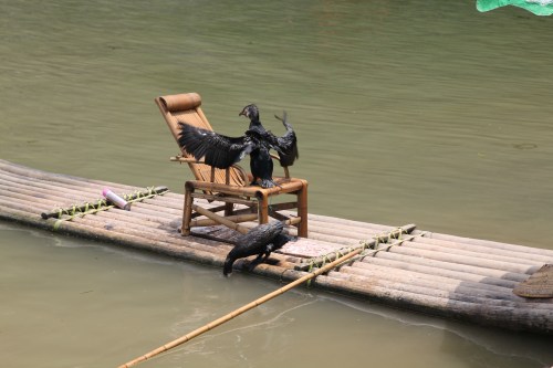 The cormorants who put on quite the fishing show!